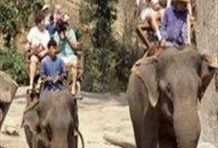 Elephant Safari 1 Day - Private Tour